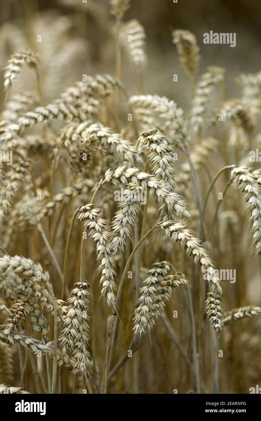 Reife Weizenaehren Stock Photo