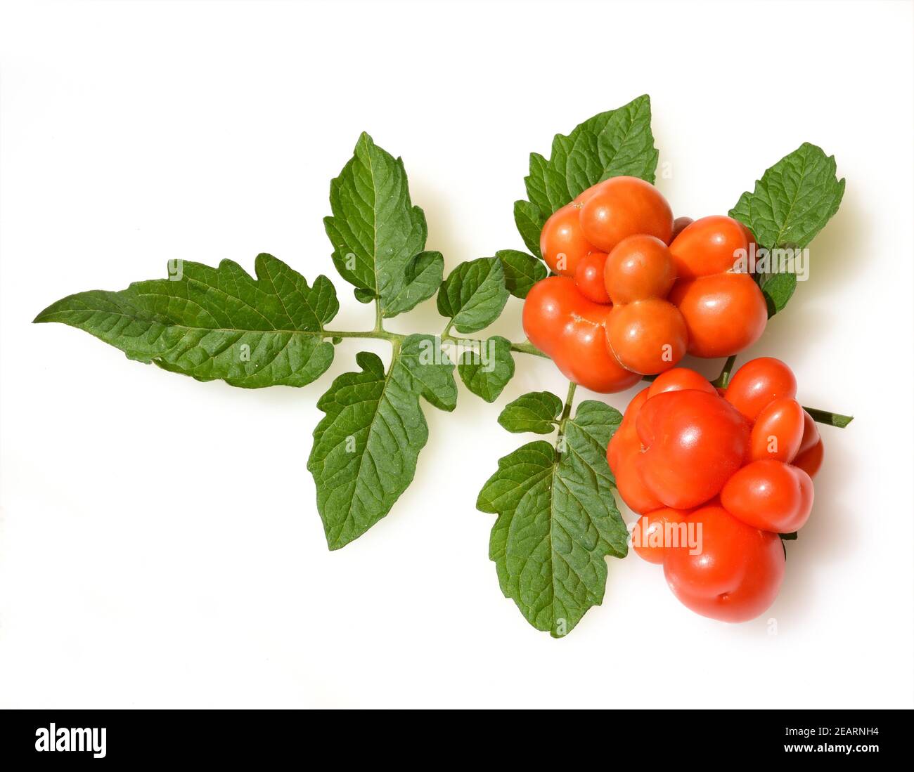 Reisetomate, Tomate, Lycopersicon, esculentum Stock Photo