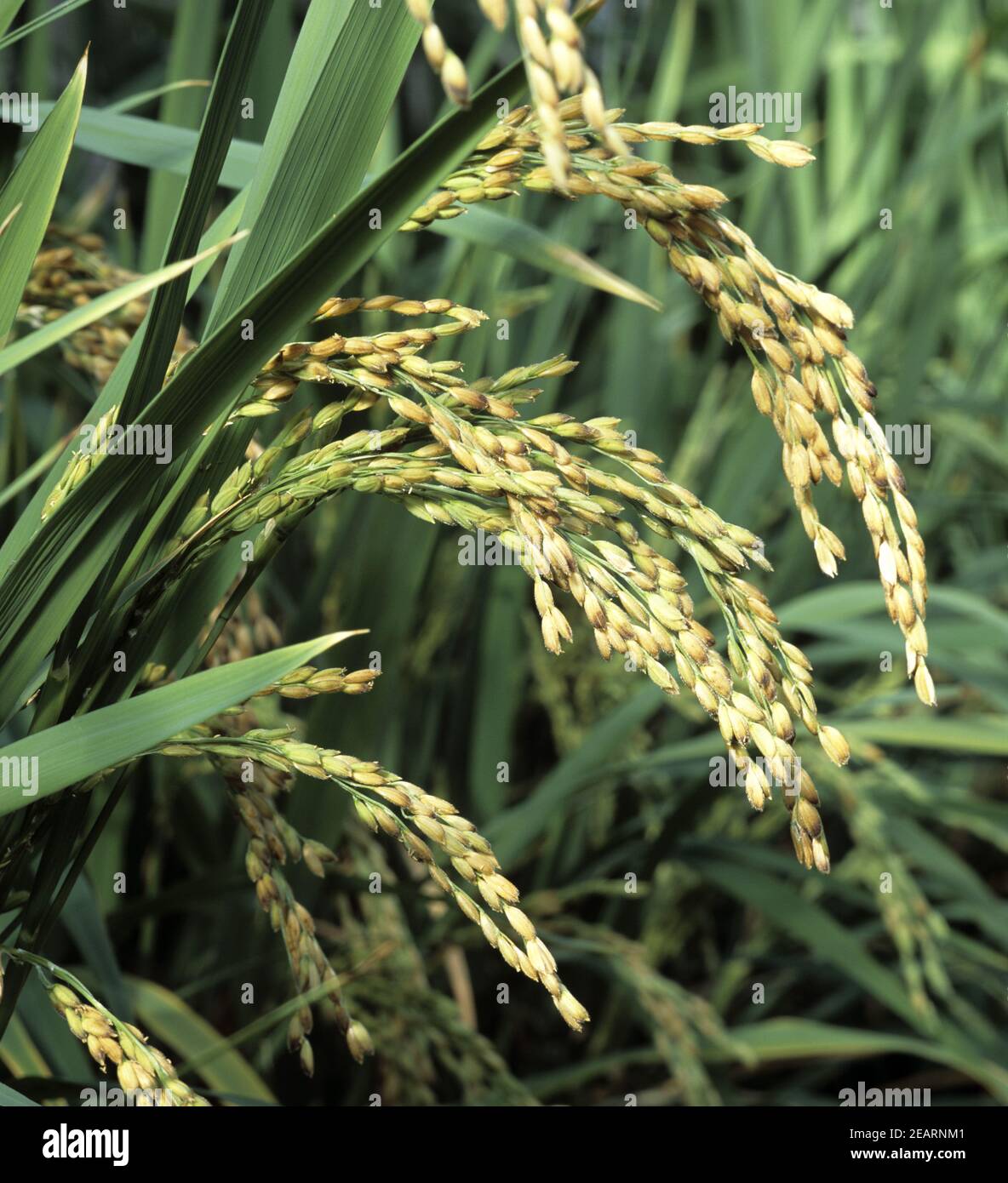 Reispflanze hi-res stock photography and images - Alamy
