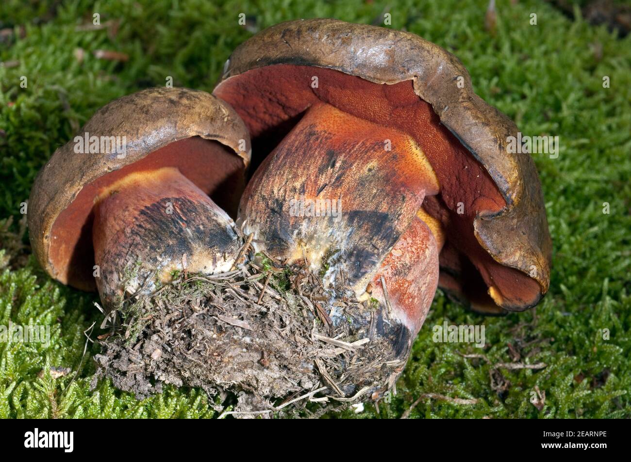 Hexenroehrling, Netzstielige, HexenRoehrling, Boletus, luridus Stock