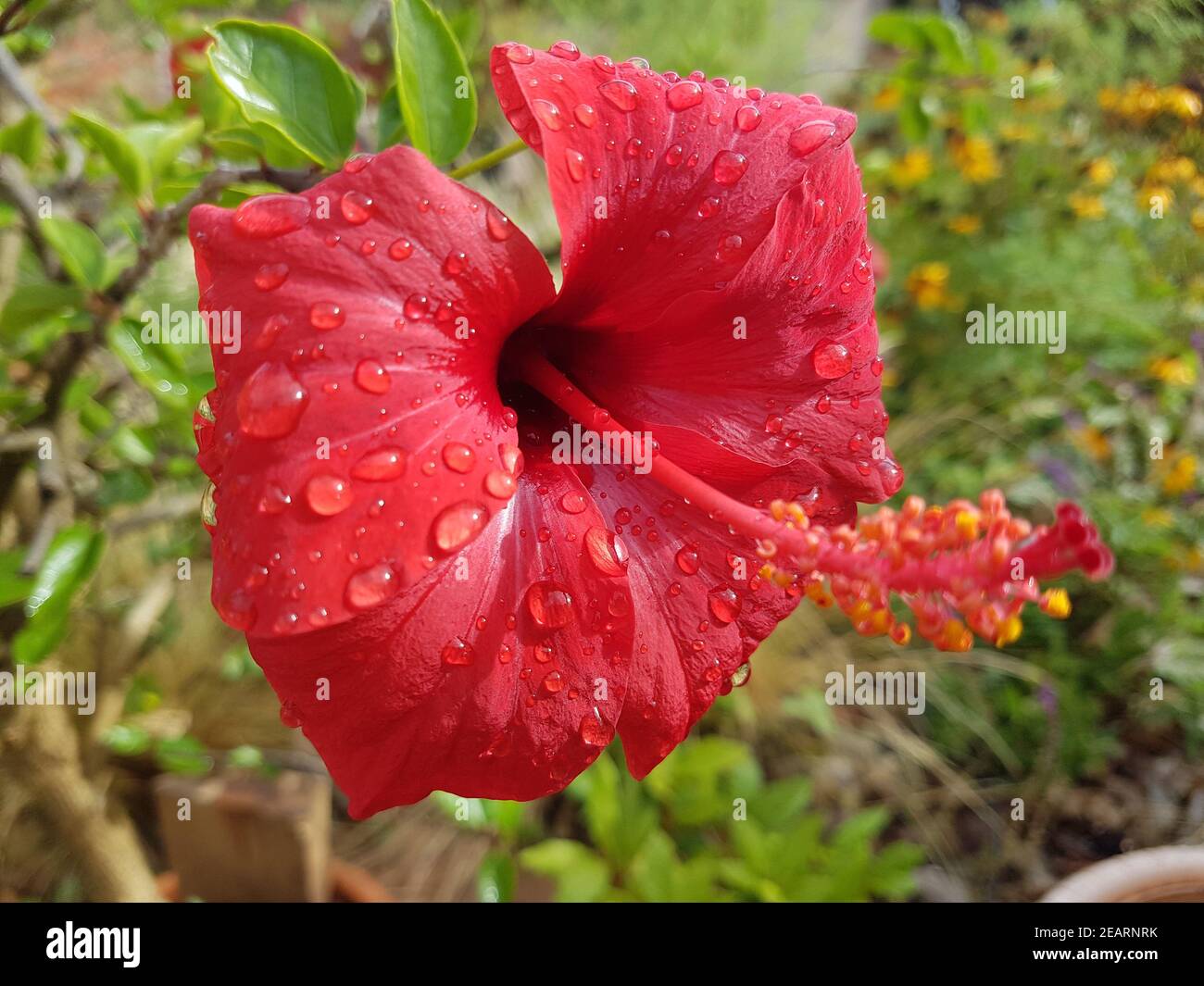 Hibiscus rosa-sinensis  Roseneibisch Stock Photo