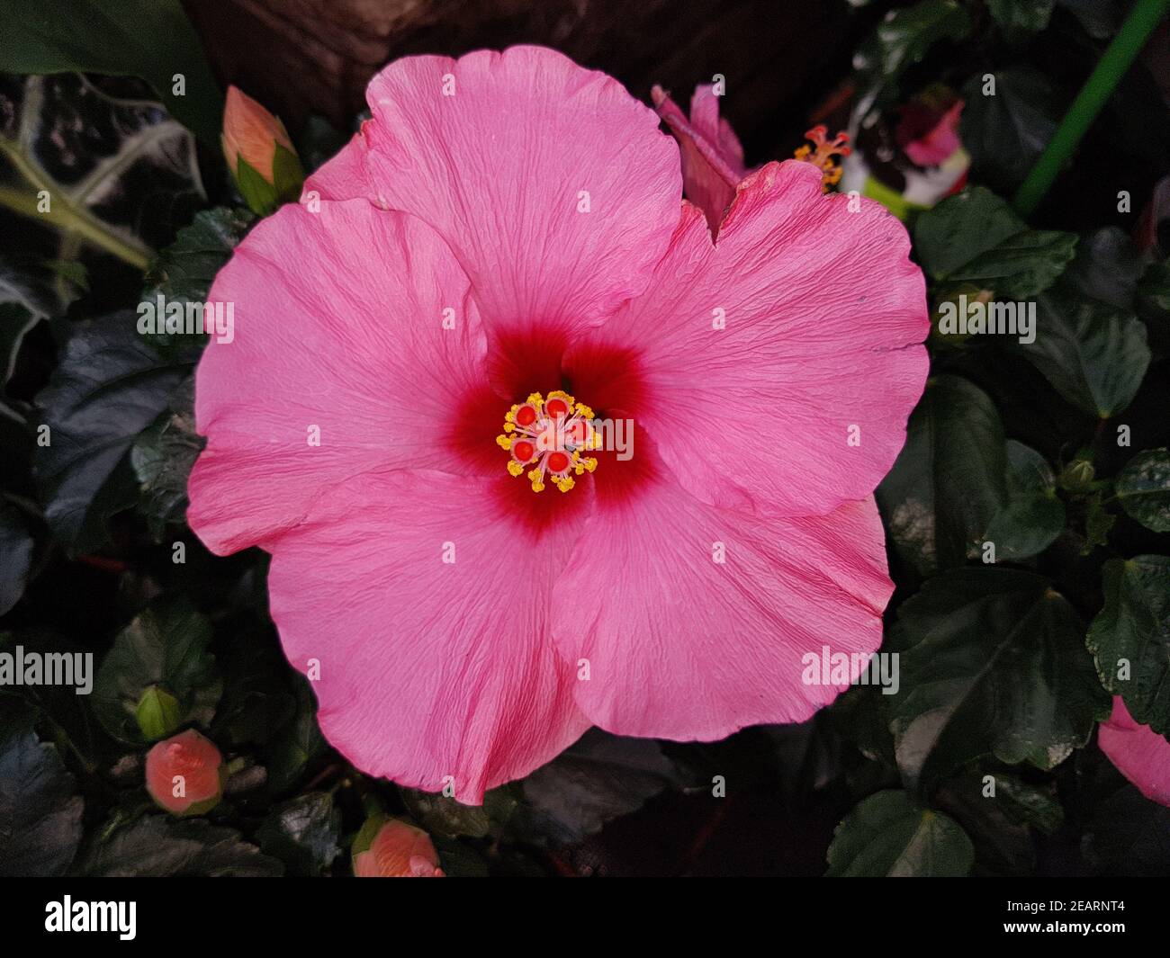 Hibiscus rosa-sinensis Stock Photo