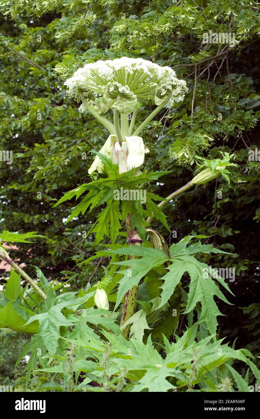 Herkulesstaude, Riesenbaerenklau, Heracleum mantegazzianum Stock Photo