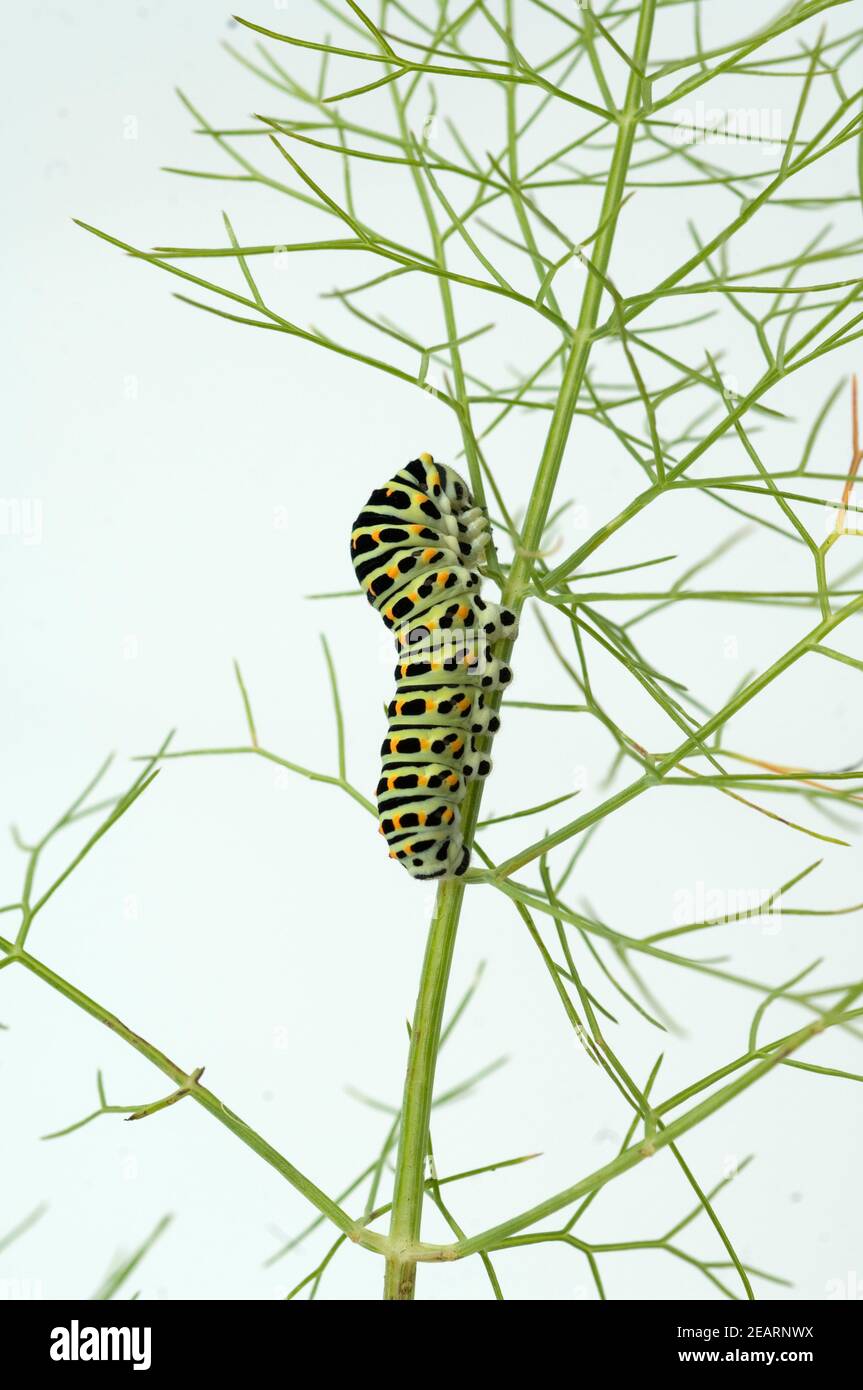 Raupe, Schwalbenschwanz, Papilio machaon Stock Photo