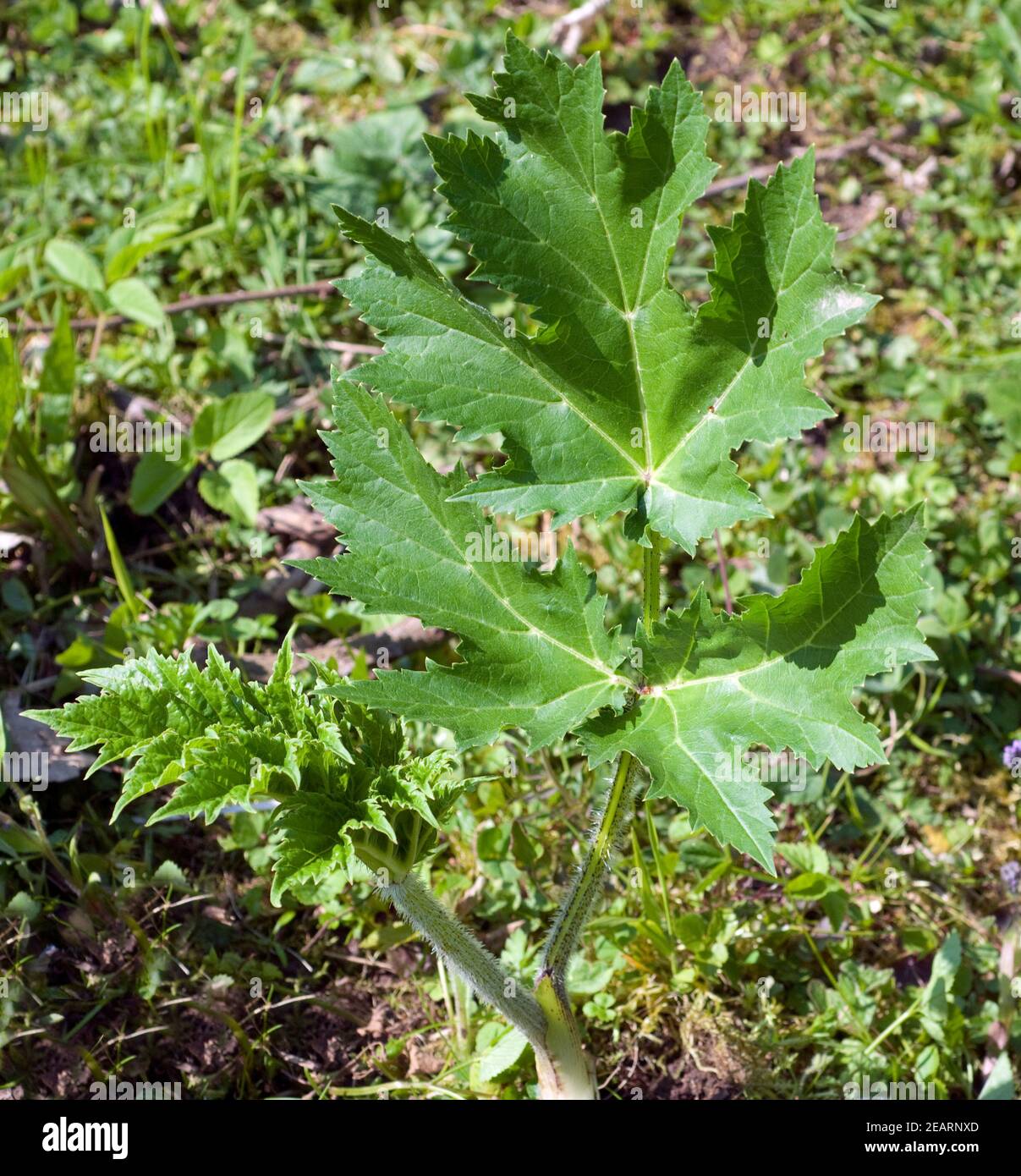 Hogweed  Heracleum mantegazzianum Stock Photo