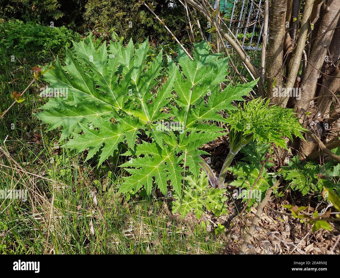 Hogweed  Heracleum mantegazzianum Stock Photo