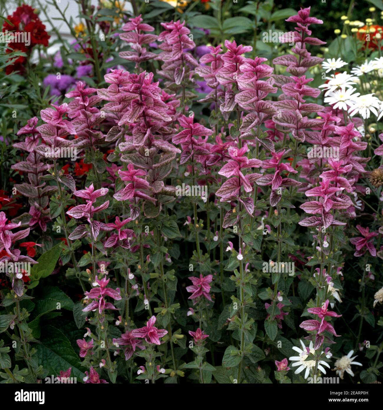 Buntschopfsalbei  Salvia viridis Stock Photo