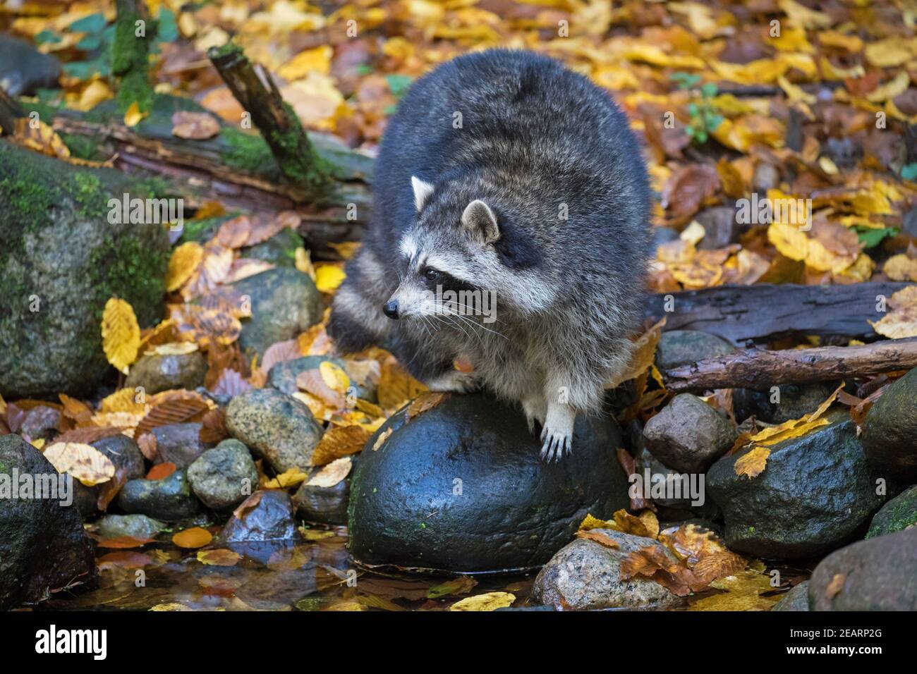 Raccoon (Procyon lotor), invasive species native to North America, foraging along brook / stream Stock Photo