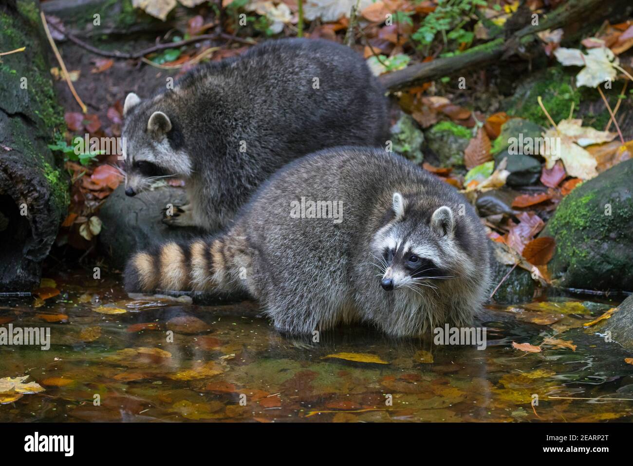 Two raccoons (Procyon lotor), invasive species native to North America, washing food in water from brook / stream Stock Photo
