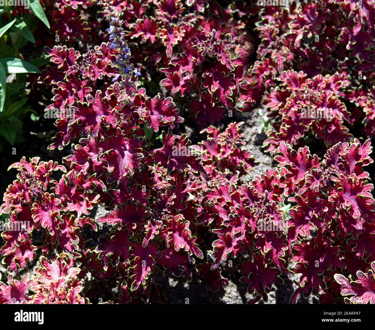 Buntnessel  Midway Curley Magenta Stock Photo