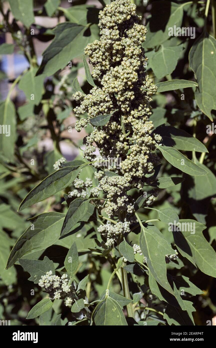 Reismelde Stock Photo