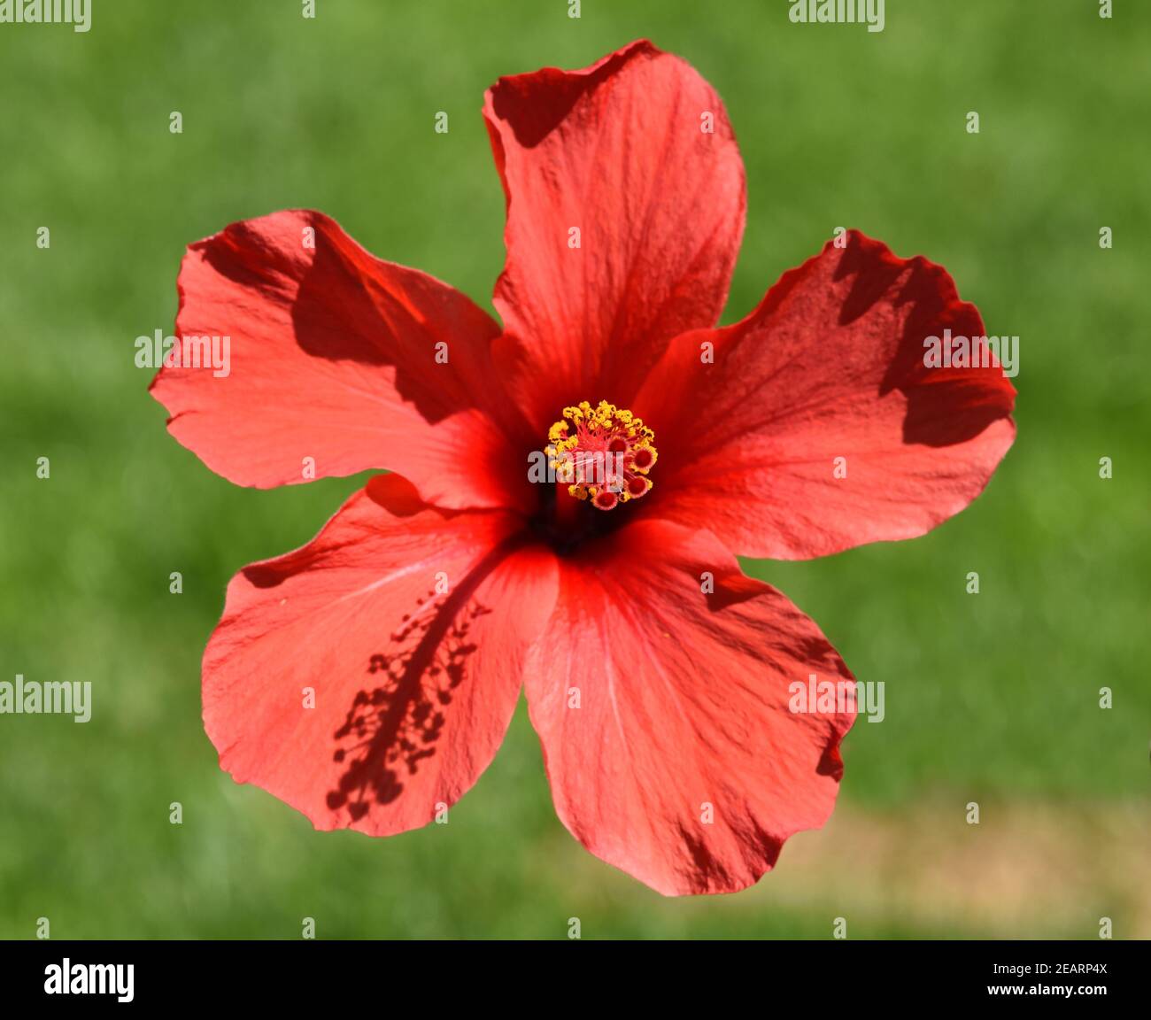 Hibiscus rosa-sinensis, Roseneibisch Stock Photo