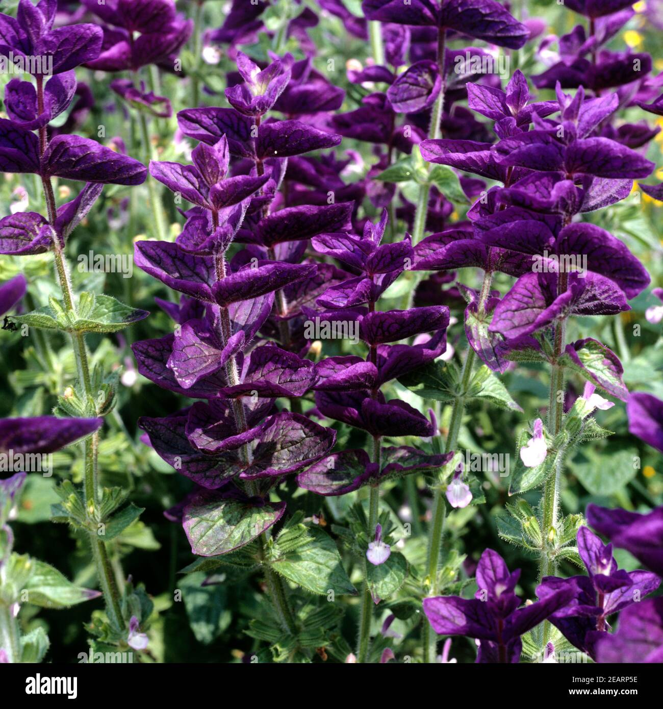 Buntschopfsalbei  Salvia horminum Stock Photo