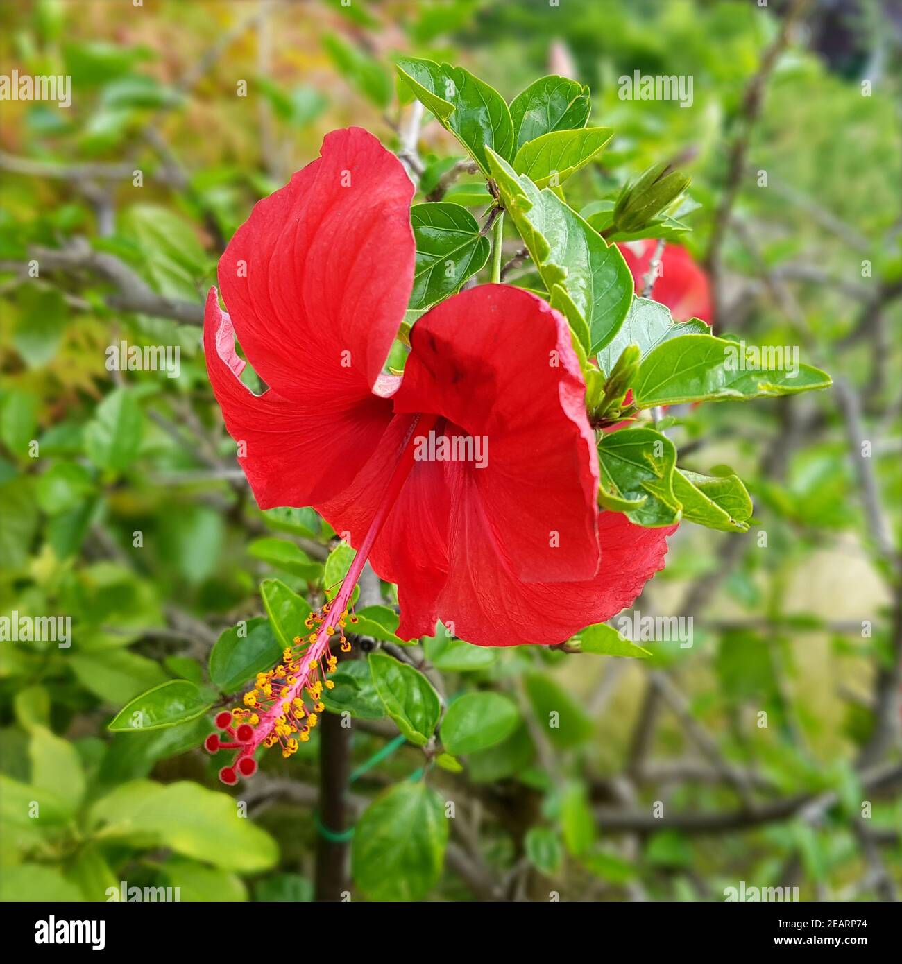 Hibiscus rosa-sinensis  Roseneibisch, Heilpflanze Stock Photo