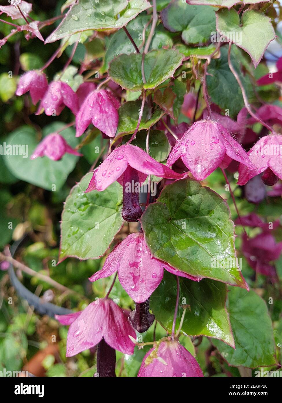 Rhodochiton atrosanguineus, Purple Bells Stock Photo