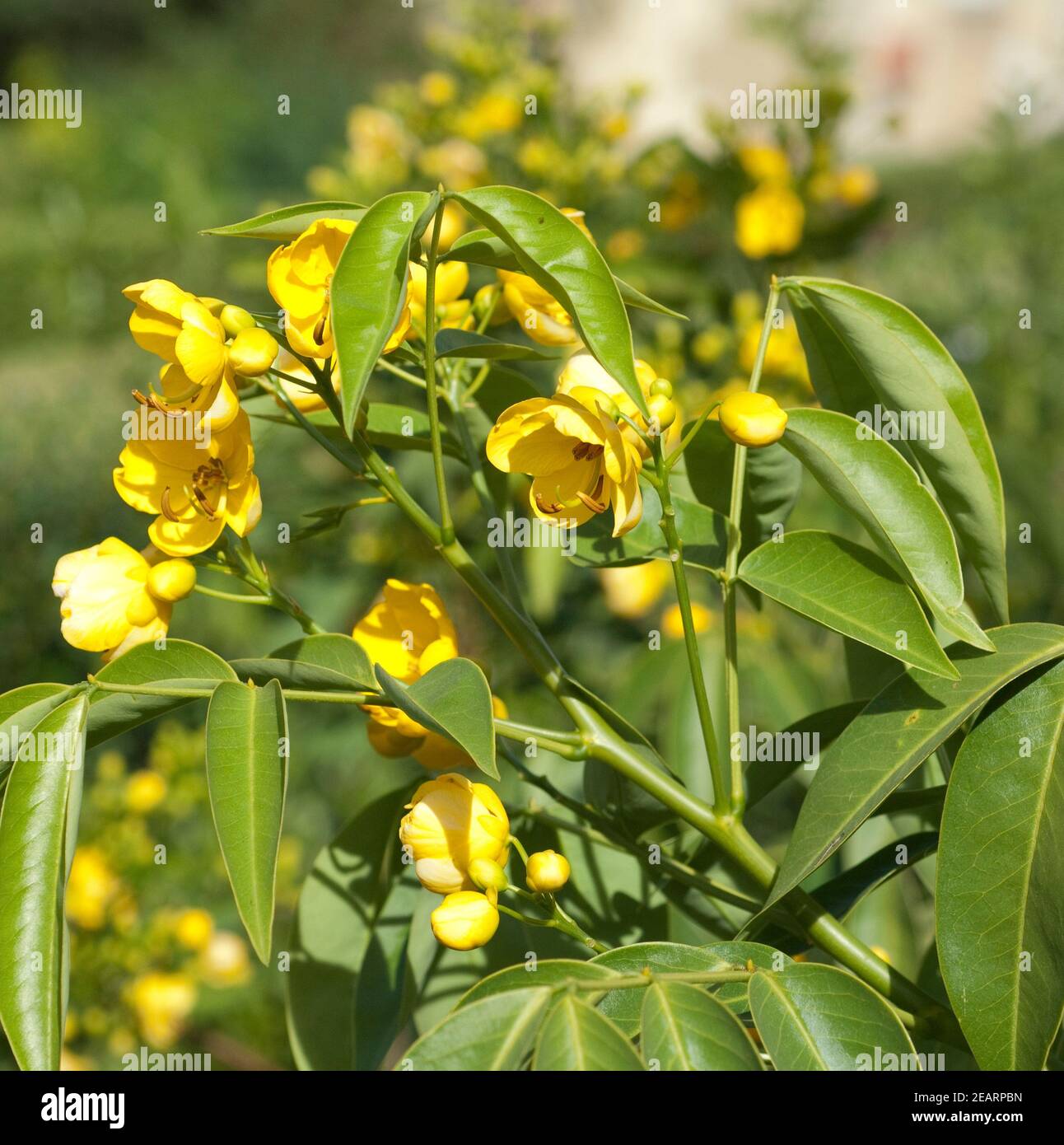 Cassia bicapsularis, Heilpflanze Stock Photo