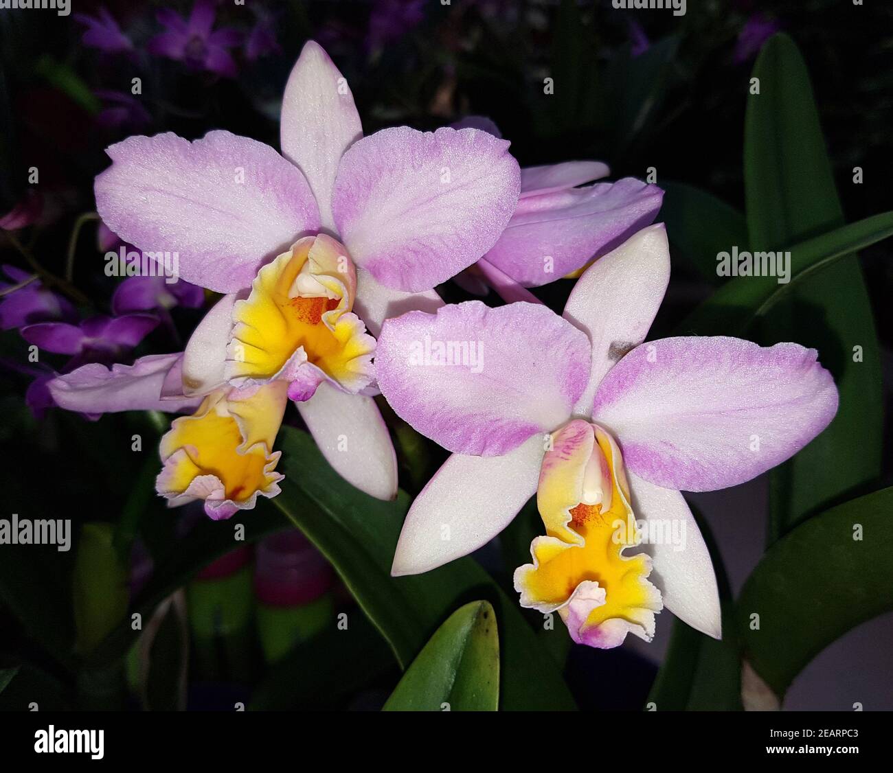 Cattleya, Orchidee Stock Photo