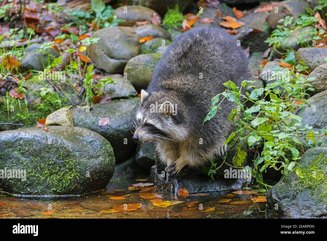 Raccoon (Procyon lotor), invasive species native to North America, washing food in water from brook / stream Stock Photo