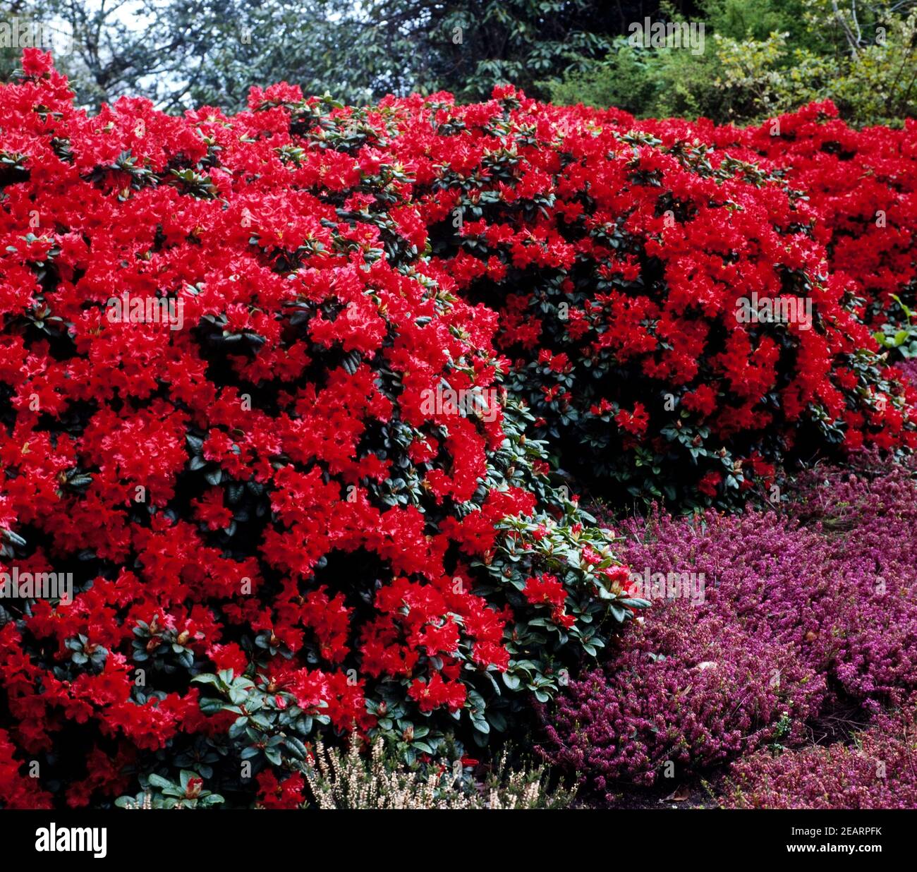 Rhododendron repens hi-res stock photography and images - Alamy