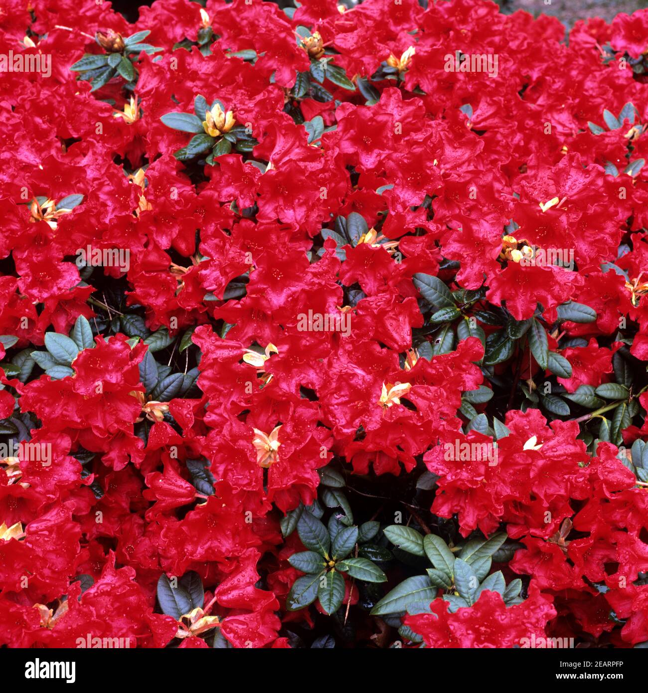 Rhododendron, Repens, Fruehlingsanfang Stock Photo