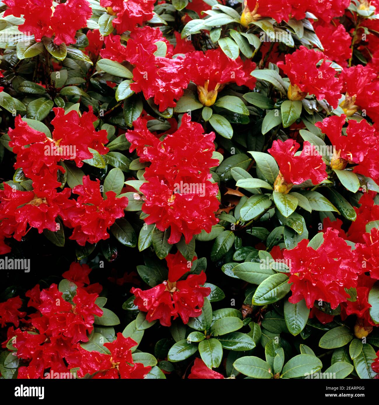 Rhododendron, repens, Ma Vlast Stock Photo
