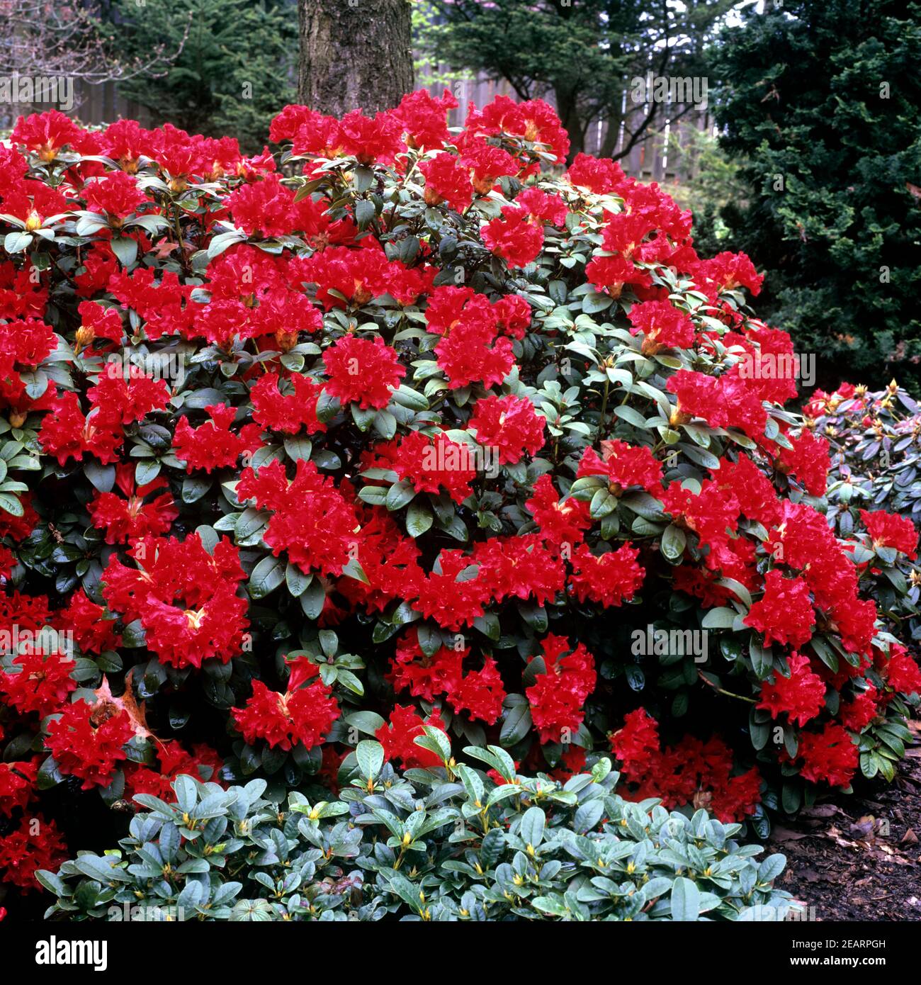 Rhododendron repens Ma vlast Stock Photo