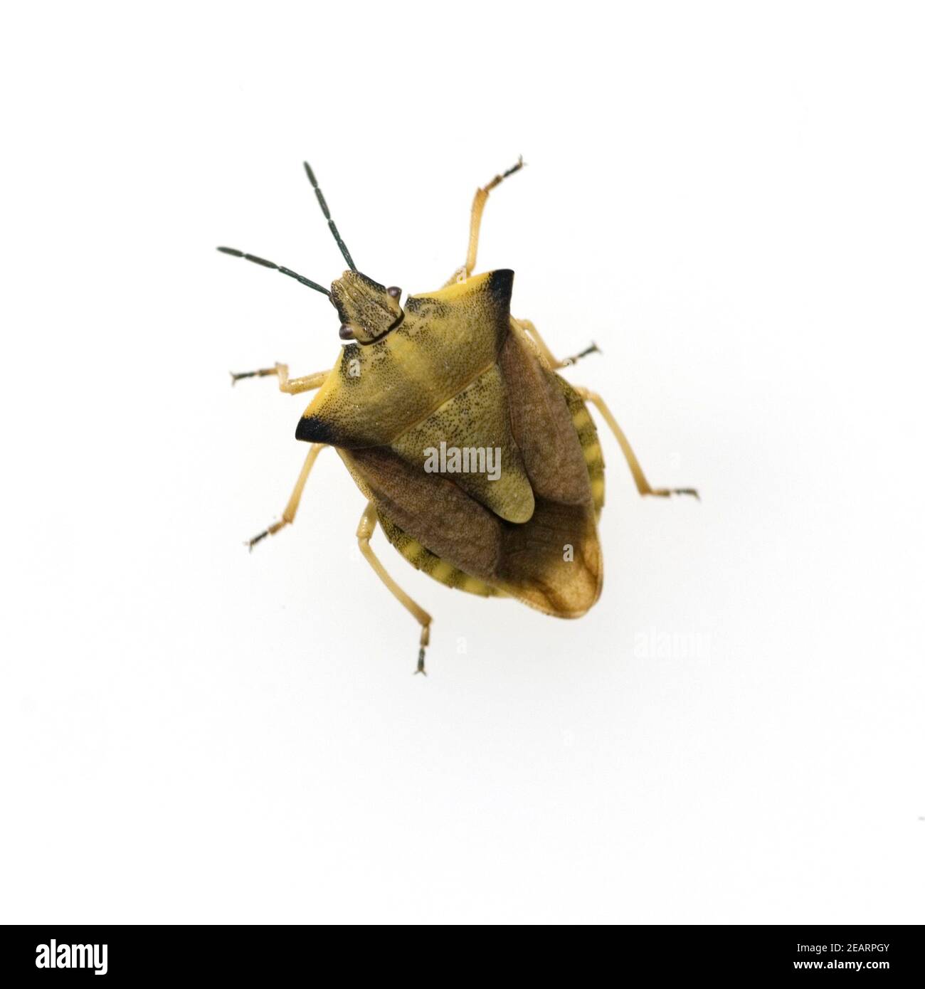 Blattwanze Bunte Blattwanze Elasmostethus interstinctus Stock Photo