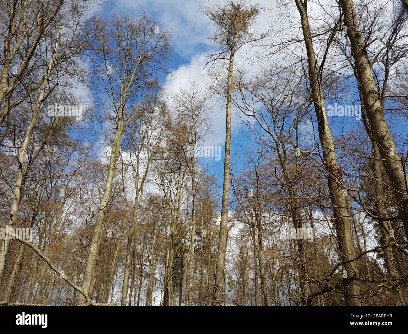 Buchenwald, Rotbuche  Fagus, sylvatica  Stamm, Buche Stock Photo