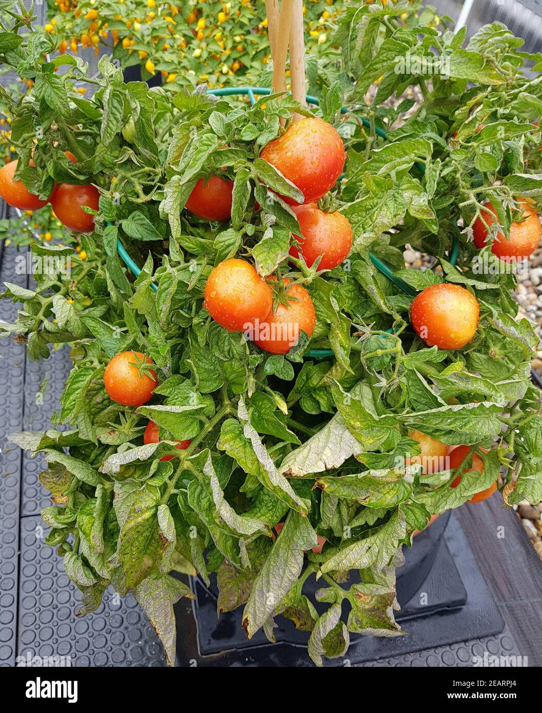 Buschtomate, Tomate, Lycopersicon, esculentum Stock Photo
