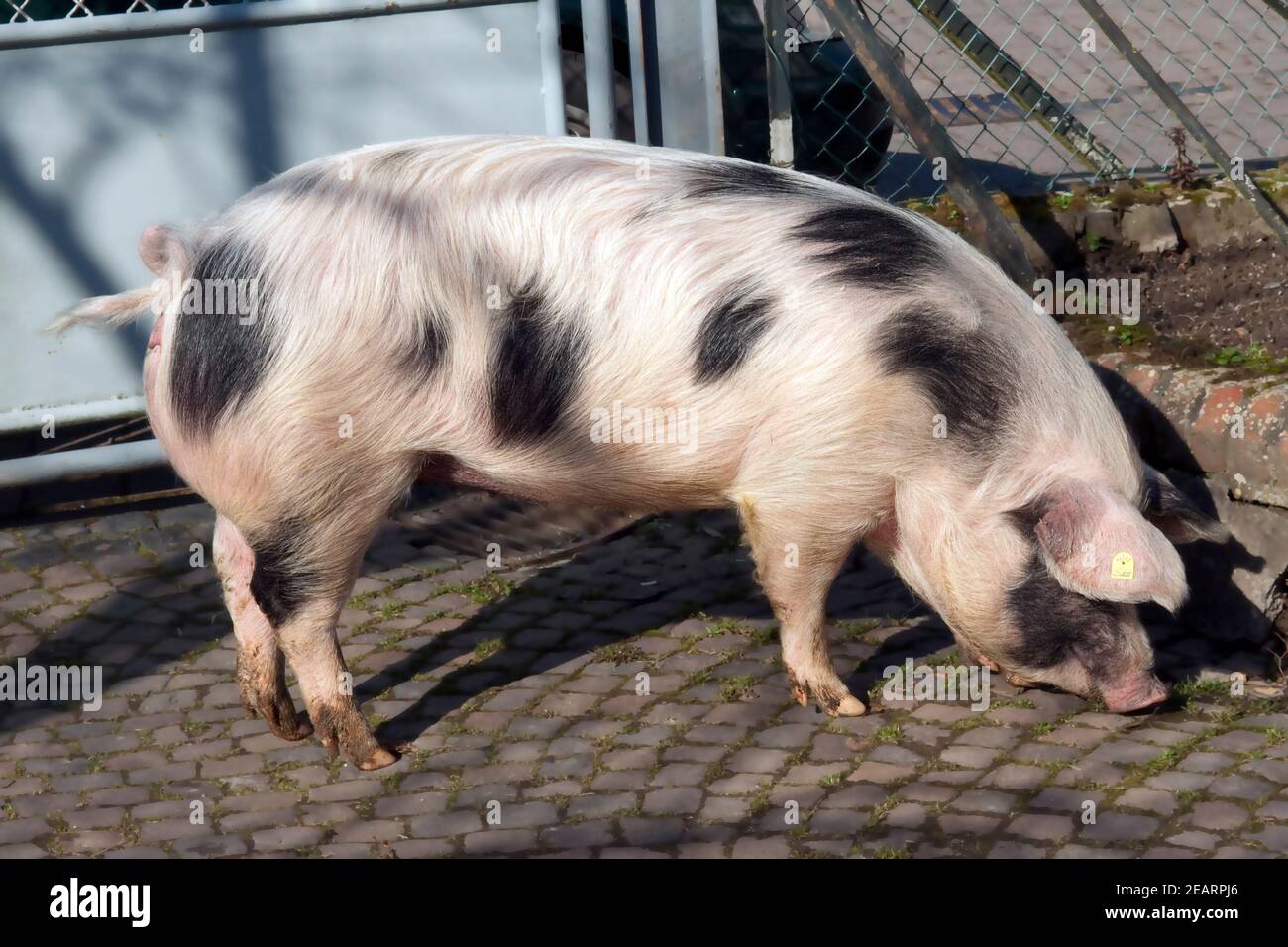 Buntes Bentheimer Schwein  Sus scrofa domesticus  Arche-Hof  Bedrohte  gefaehrdet Stock Photo