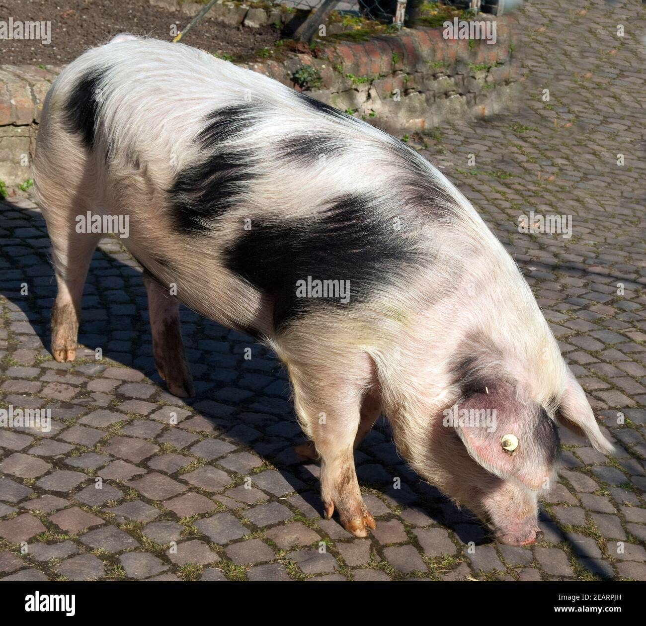 Buntes Bentheimer Schwein  Sus scrofa domesticus  Arche-Hof  Bedrohte  gefaehrdet Stock Photo