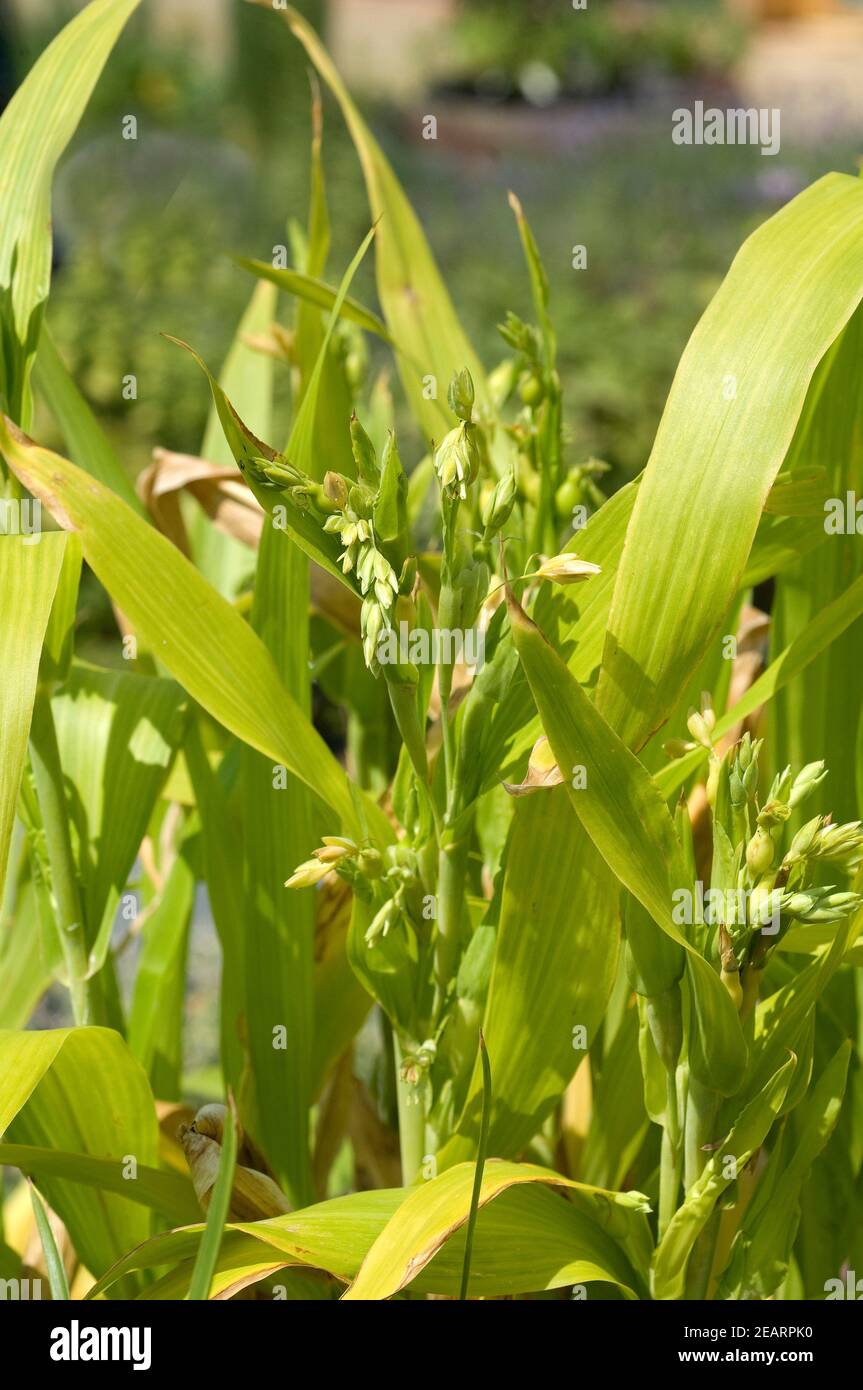 Hiobs-Traenen-Gras Coix lacryma-jobi Stock Photo