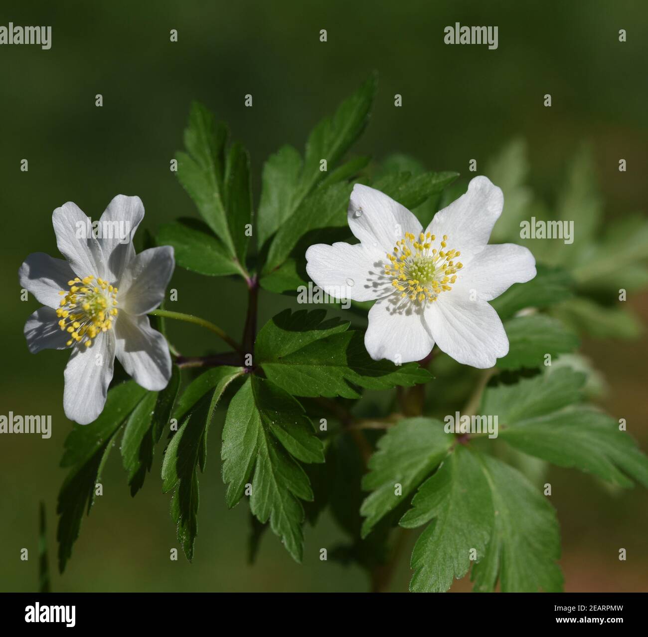 Anemone nemorosa blume hi-res stock photography and images - Alamy
