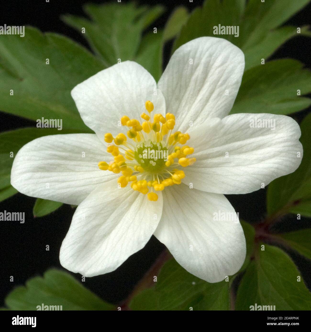 Buschwindroeschen, Anemone nemorosa Stock Photo