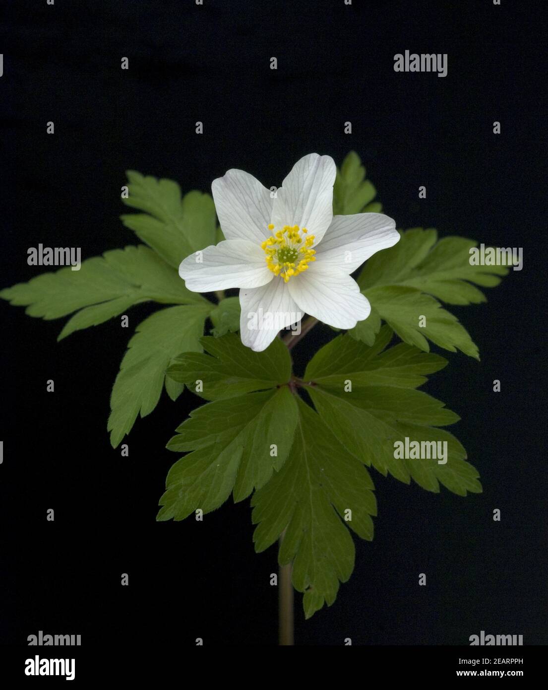 Buschwindroeschen, Anemone, nemorosa Stock Photo