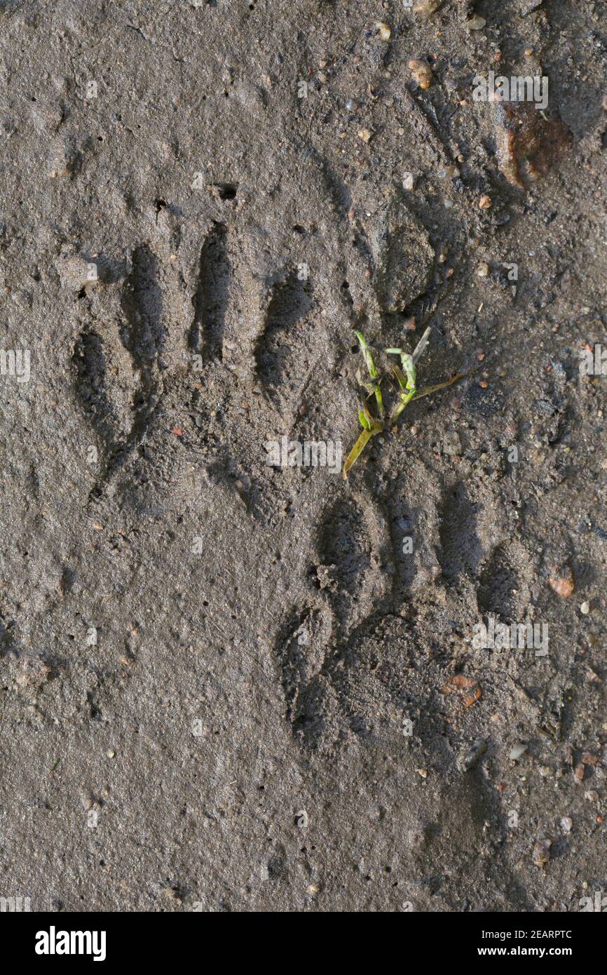 North American raccoon (Procyon lotor) close-up of footprints in the