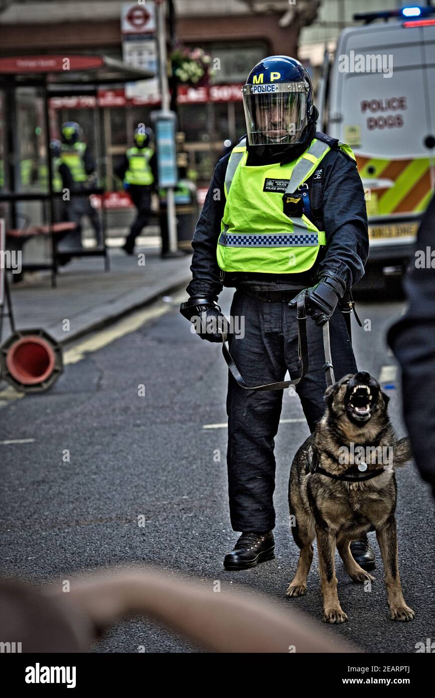 London 13 June 2020 police attack dog is brought into a riot situation with far right groups anti racist  and  BLM . Stock Photo