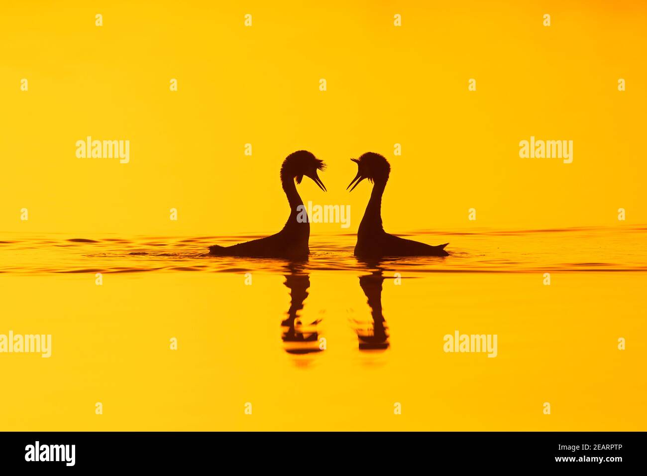 Great crested grebe (Podiceps cristatus) pair in breeding plumage displaying during mating ritual in lake / pond silhouetted against sunrise in spring Stock Photo