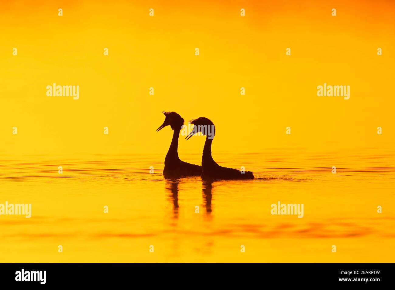Great crested grebe (Podiceps cristatus) pair in breeding plumage displaying during mating ritual in lake / pond silhouetted against sunrise in spring Stock Photo