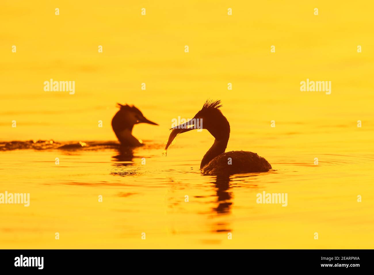 Great crested grebe (Podiceps cristatus) in breeding plumage swimming in lake / pond with caught fish in beak silhouetted against sunrise in spring Stock Photo