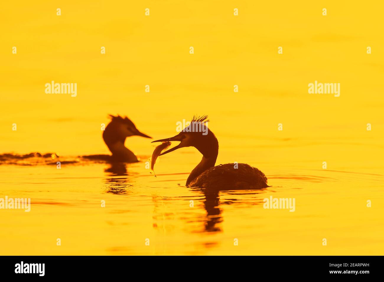 Great crested grebe (Podiceps cristatus) in breeding plumage swimming in lake / pond with caught fish in beak silhouetted against sunrise in spring Stock Photo