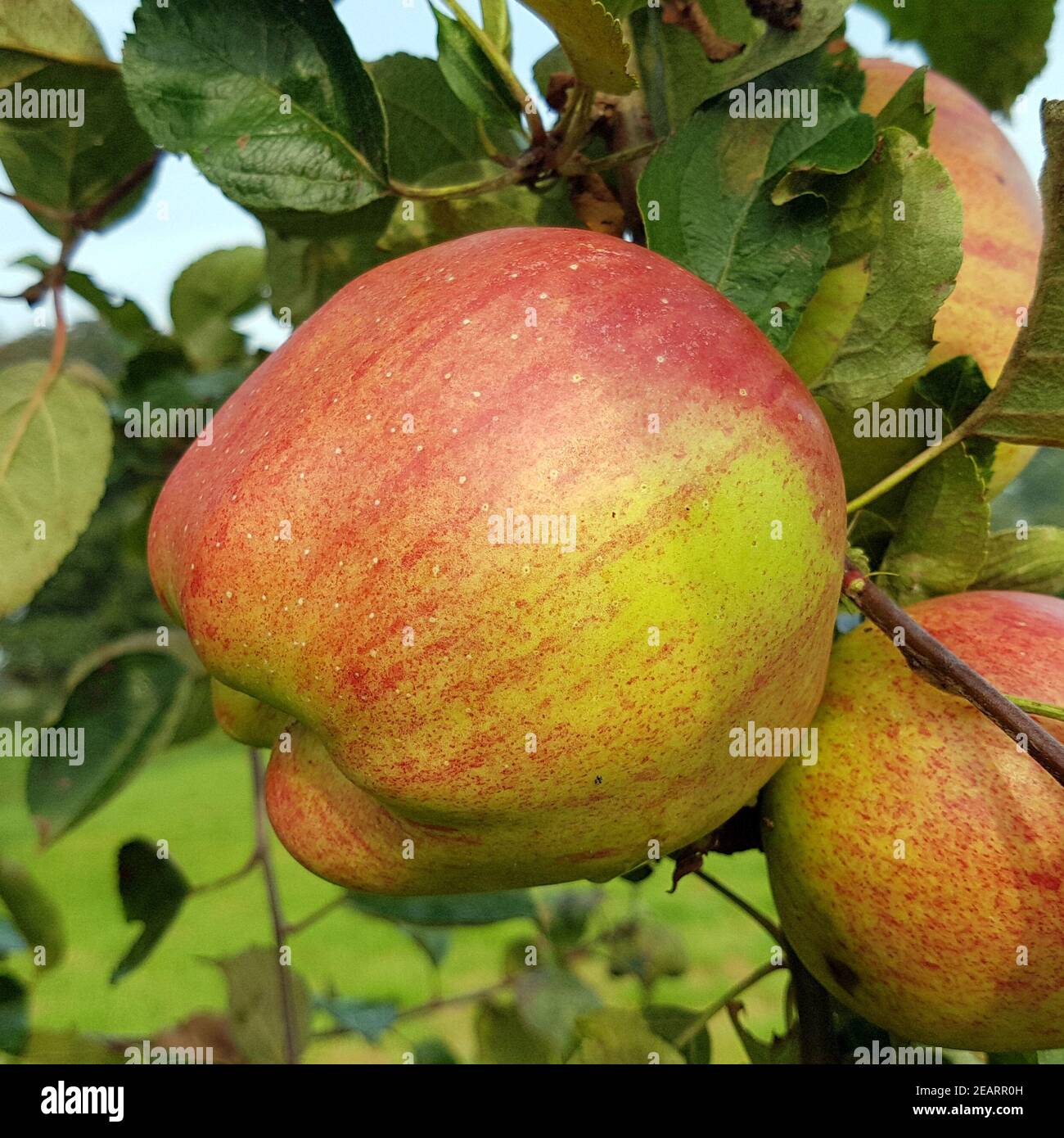 Hilde, Alte Apfelsorten, Apfel, Malus, domestica Stock Photo