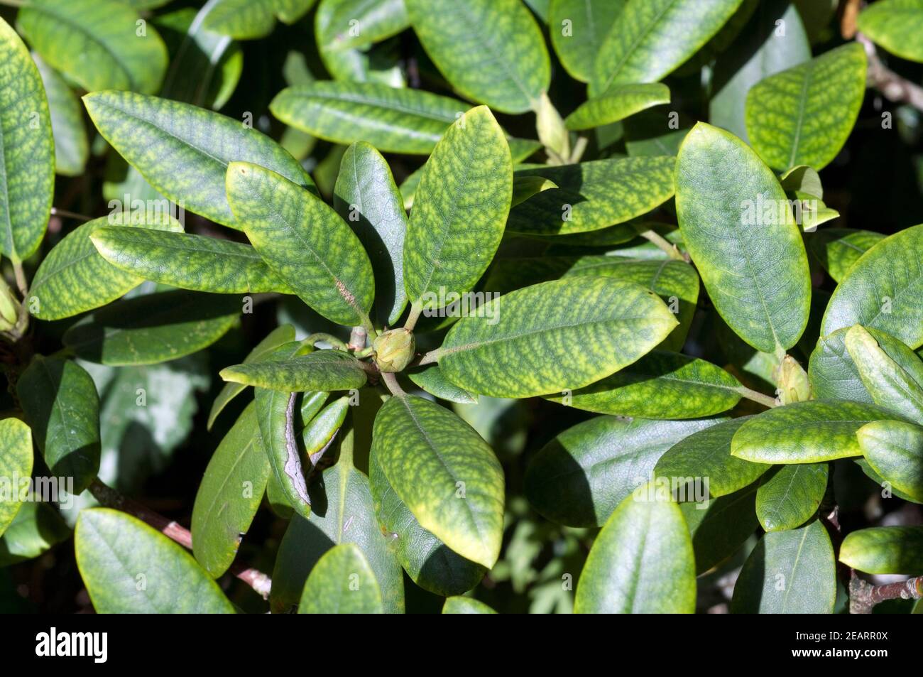 Rhododendronblatt hi-res stock photography and images - Alamy
