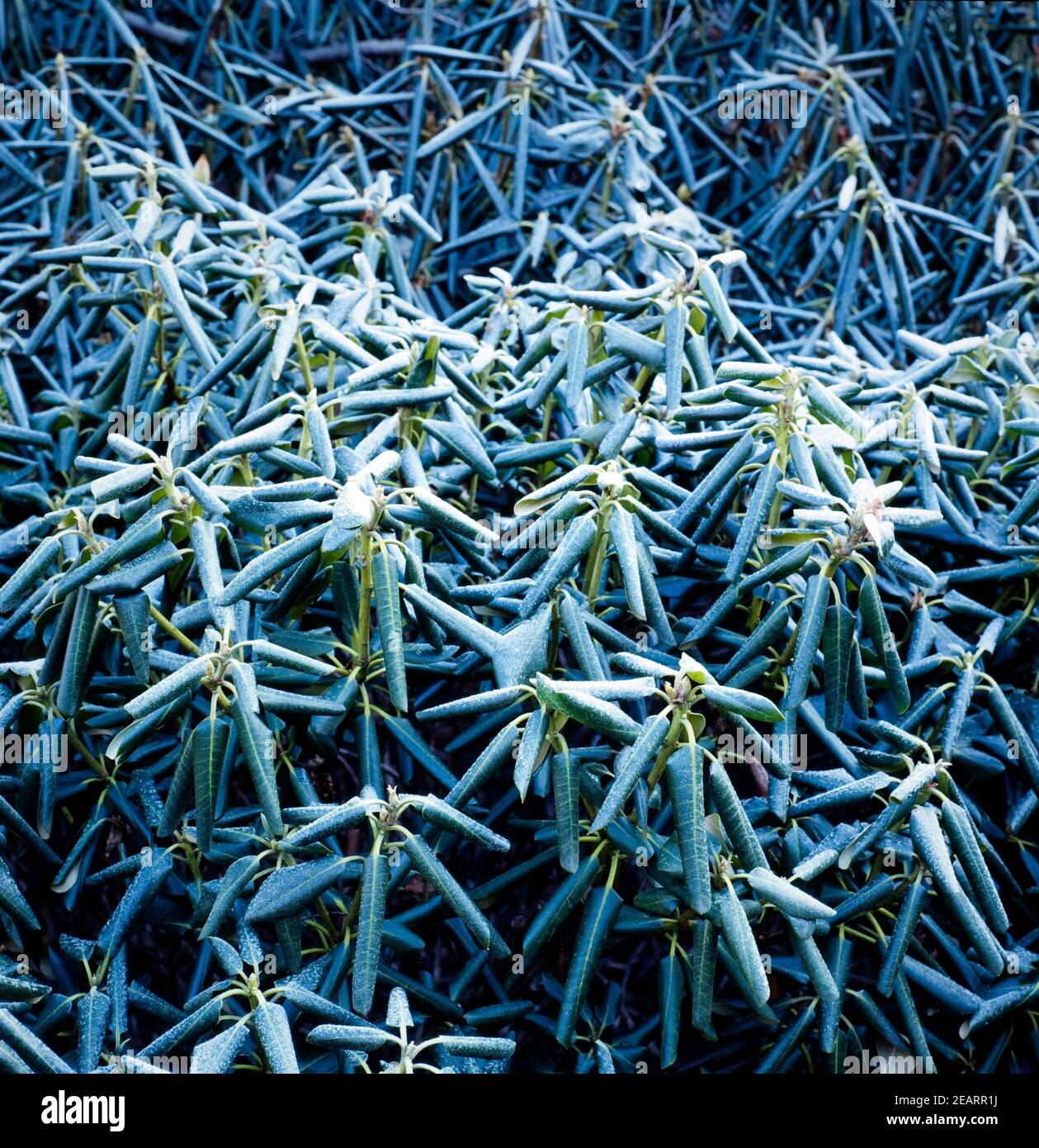 Rhododendron, Rauhreif Stock Photo