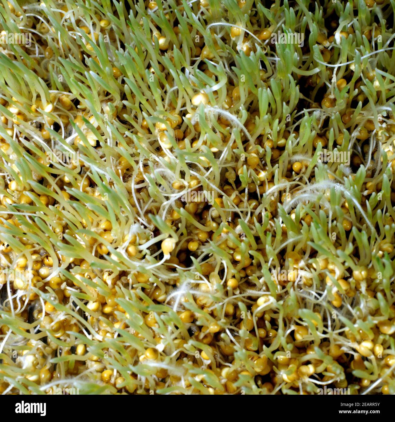 Hirse; Panicum miliaceum, Hirsekeime Stock Photo