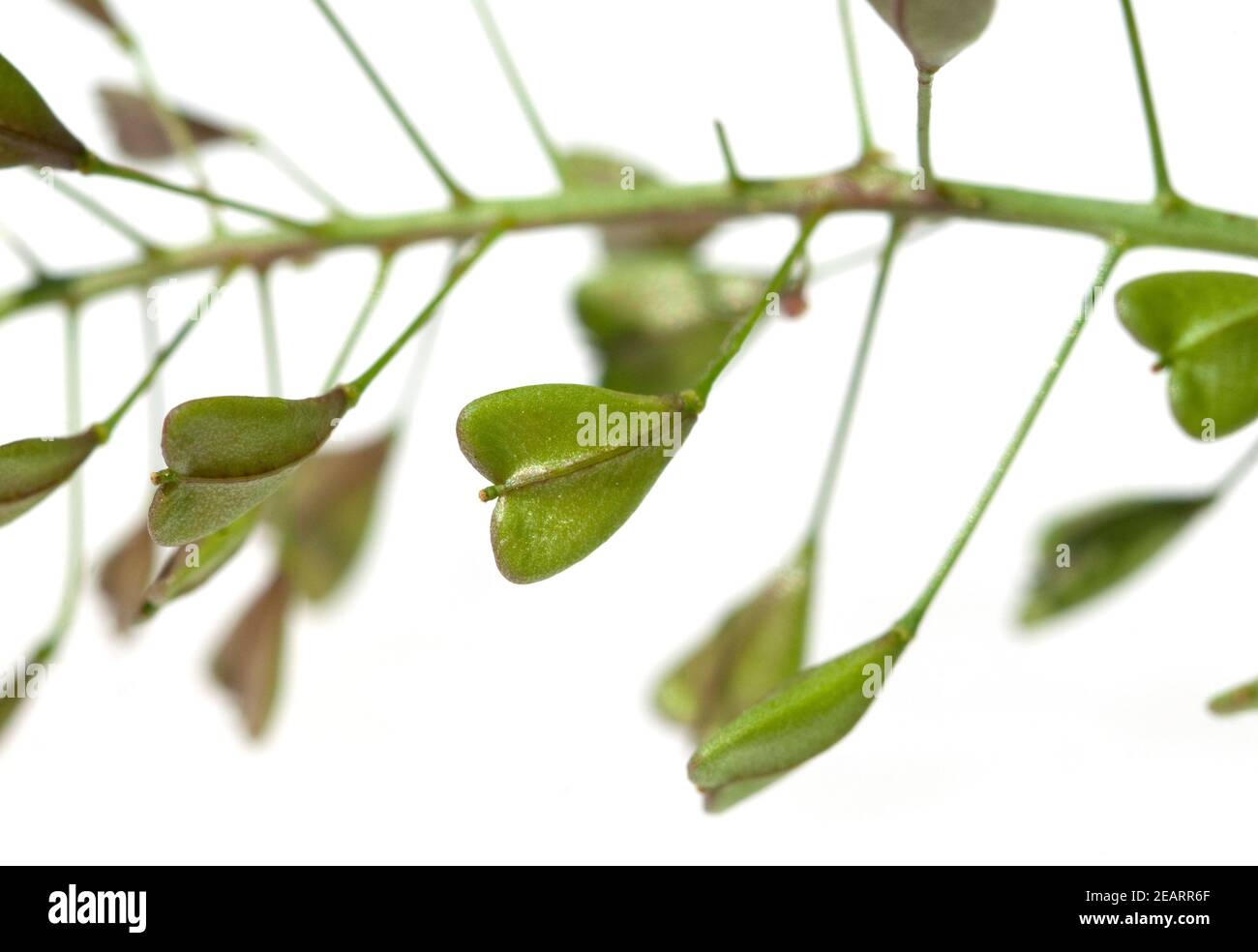 Hirtentaeschelkraut, Capsella bursa-pastoris Stock Photo