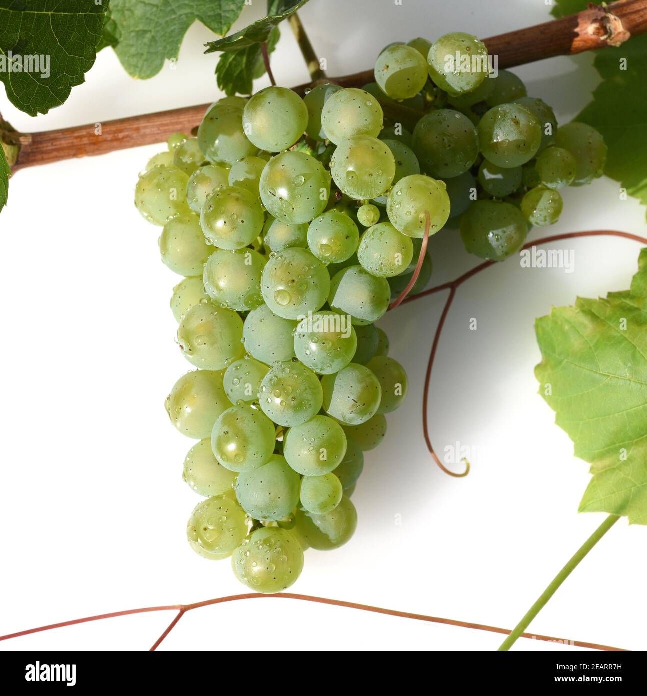 Riesling, Weisswein, Weintraube Stock Photo