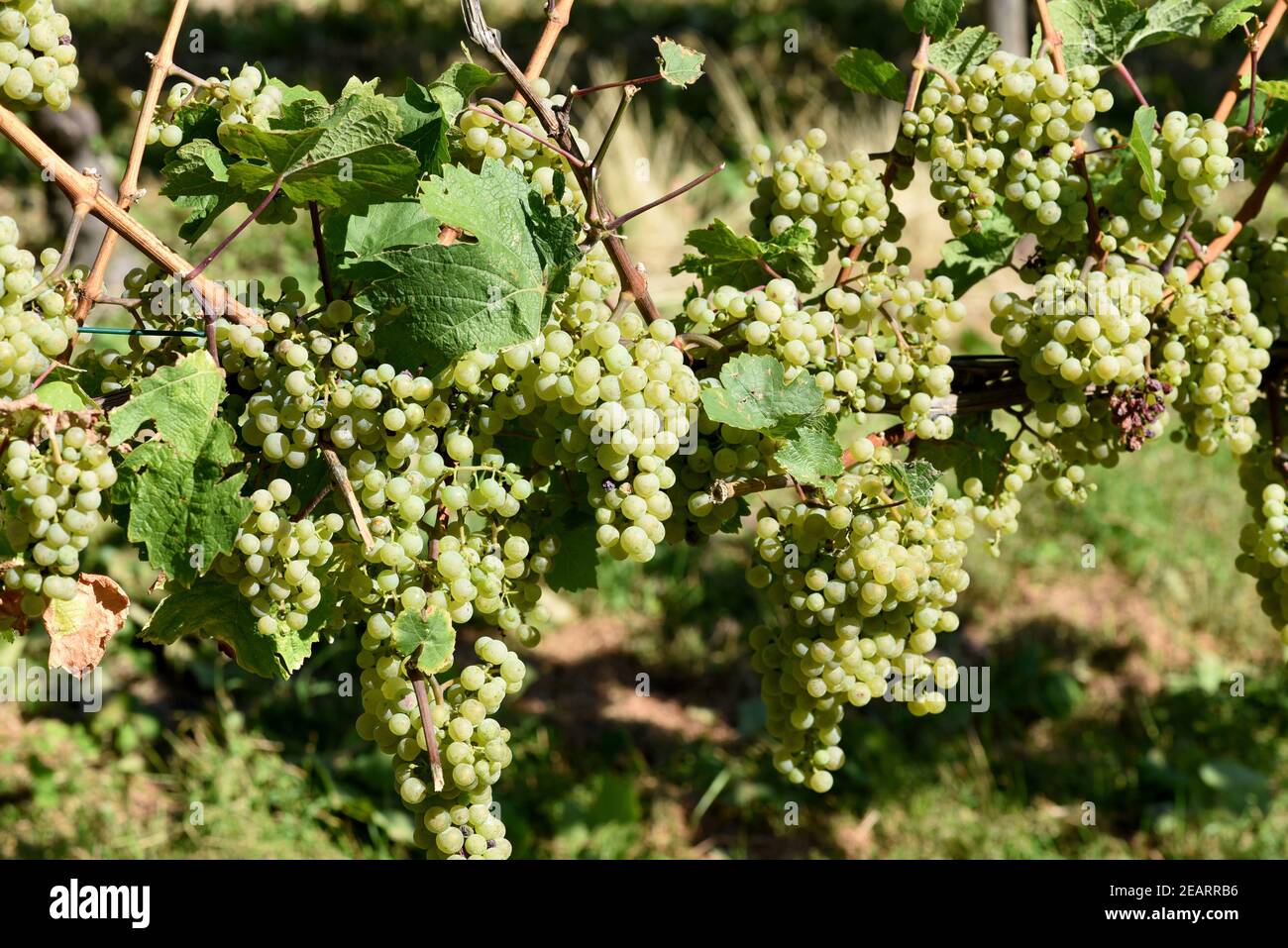 Riesling  Weisswein  Weintraube Stock Photo