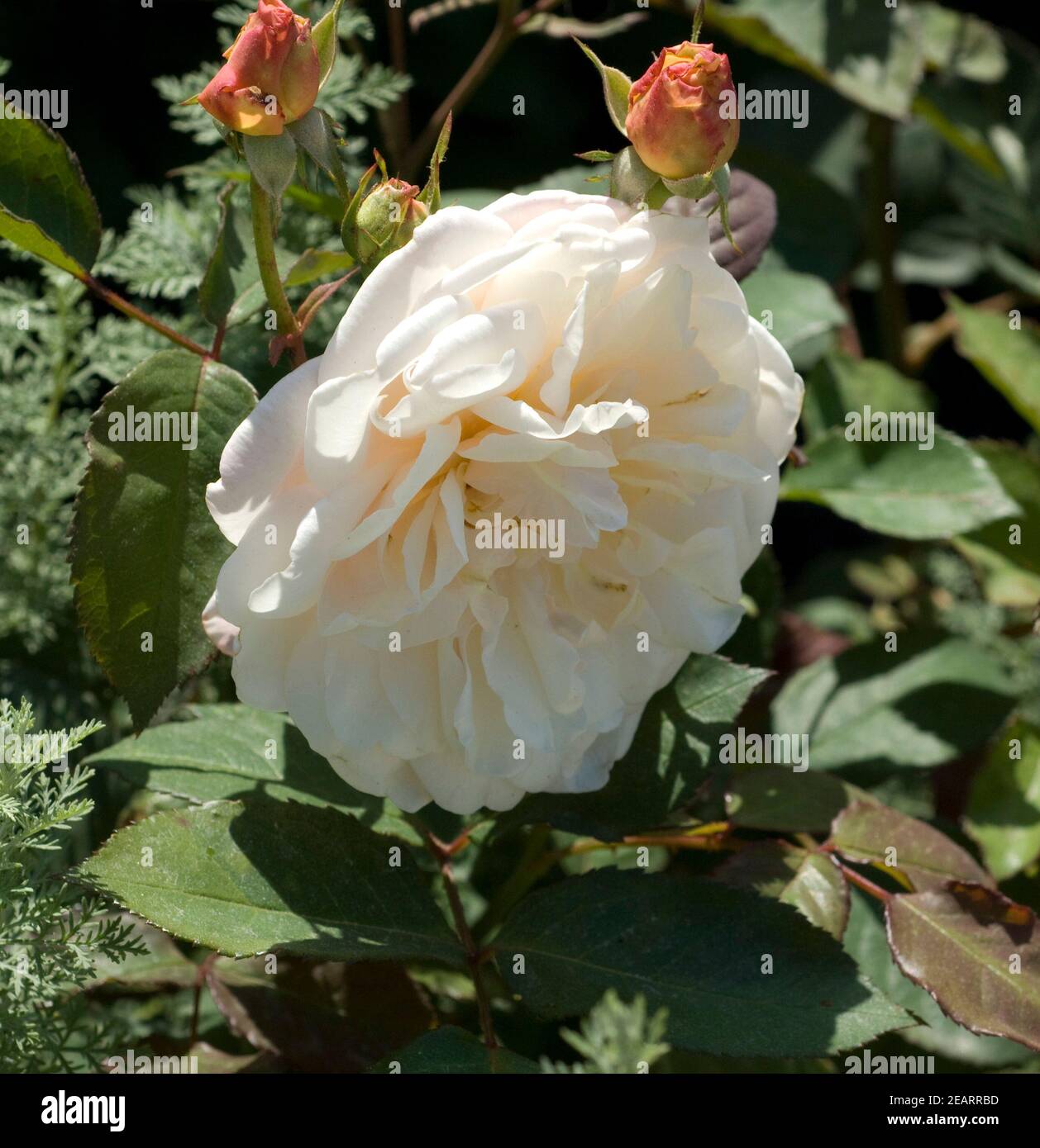 Gru rosa hi-res stock photography and images - Alamy