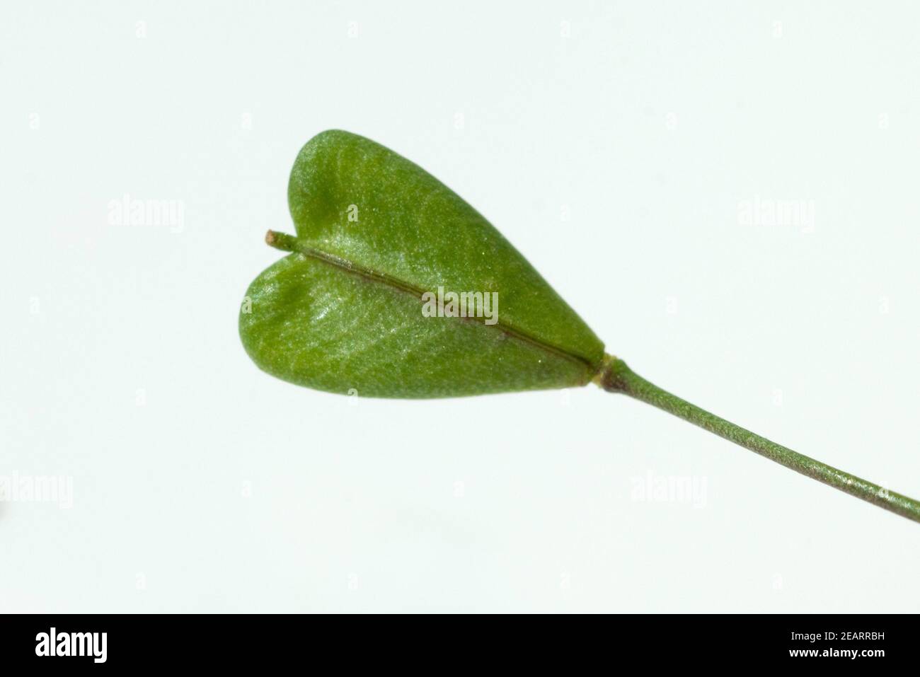 Hirtentaeschelkraut, Capsella bursa-pastoris Stock Photo